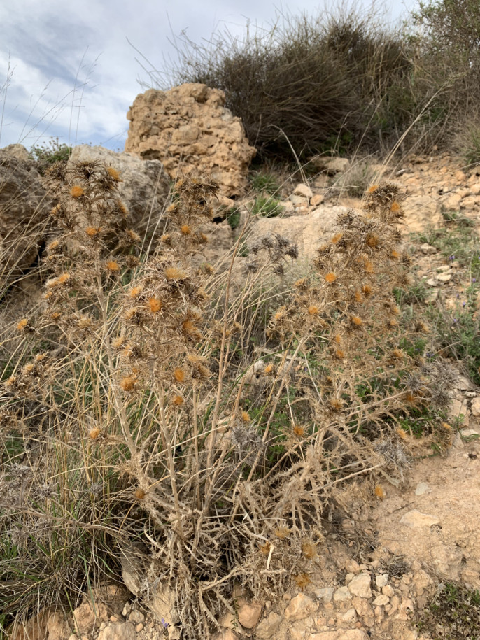 Carlina hispanica.jpg