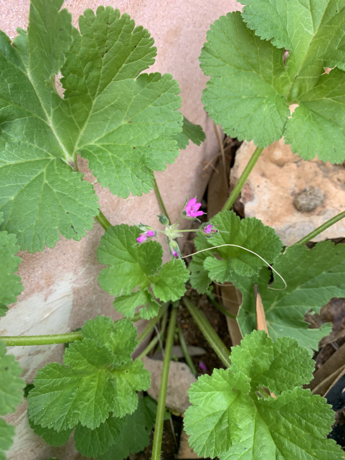 Erodium chium.jpg