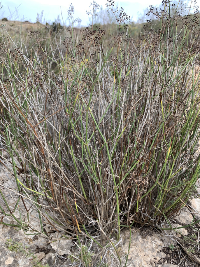 Galium ephedroides.jpg