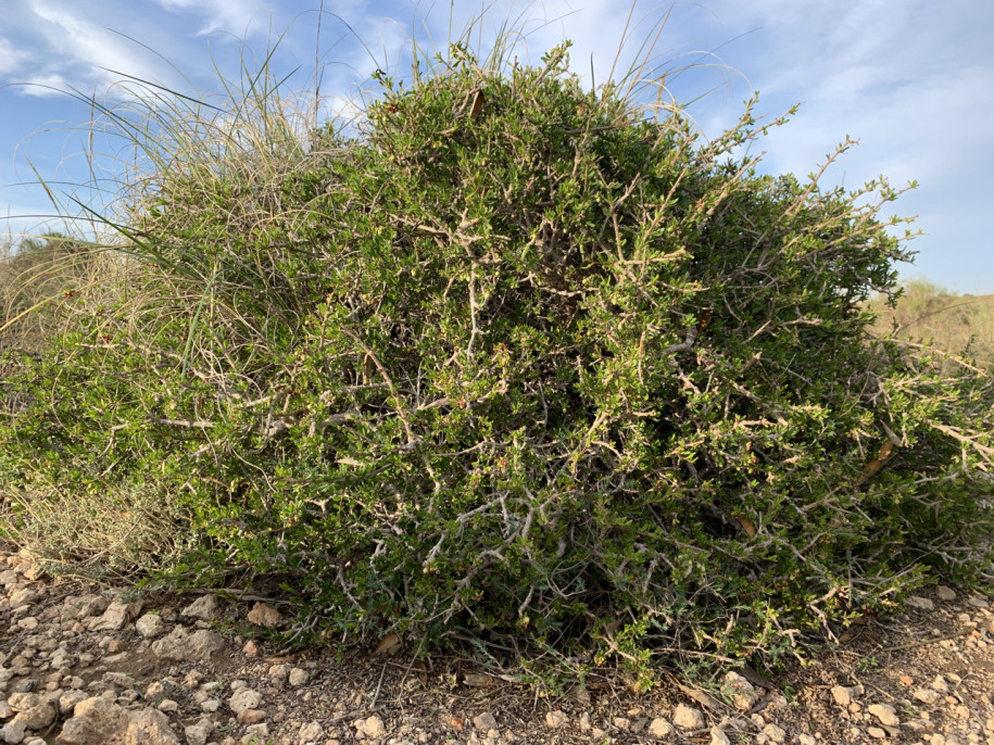 Periploca angustifolia.jpg