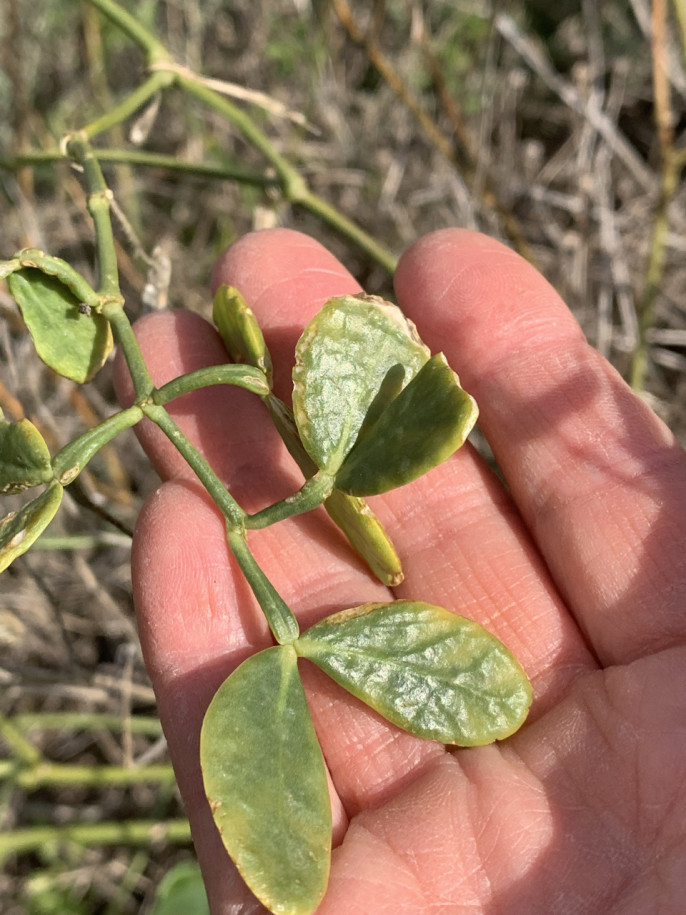 Zygophyllum fabago.jpg