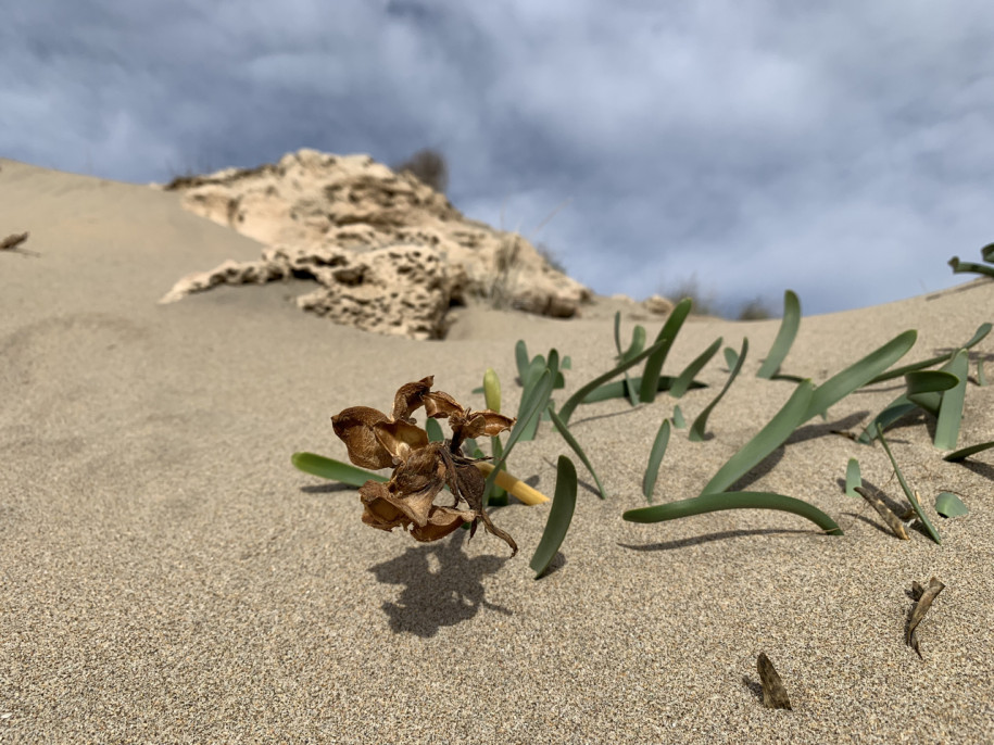 Pancratium maritimum.jpg