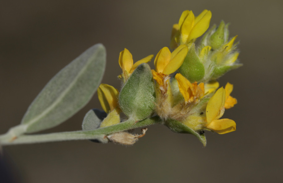 Anthyllis cytisoides (1).jpg