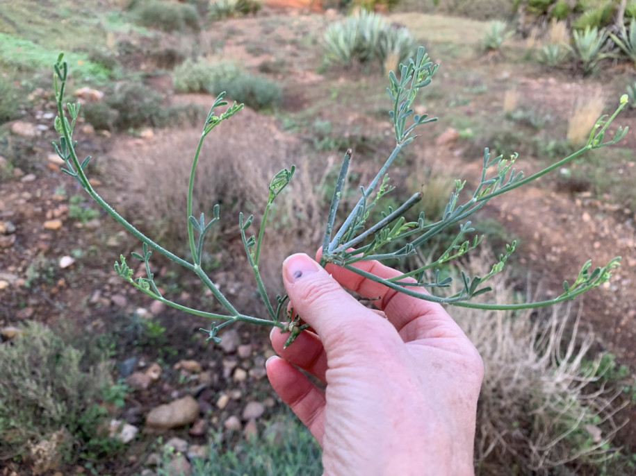 Coronilla juncea (1).jpg