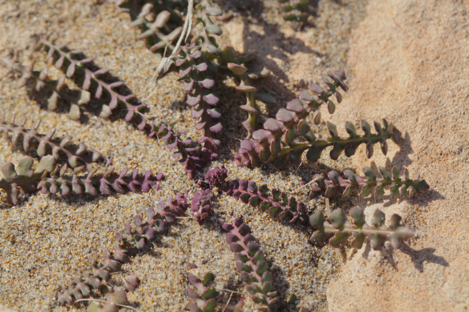 Sonchus tenerrimus.jpg