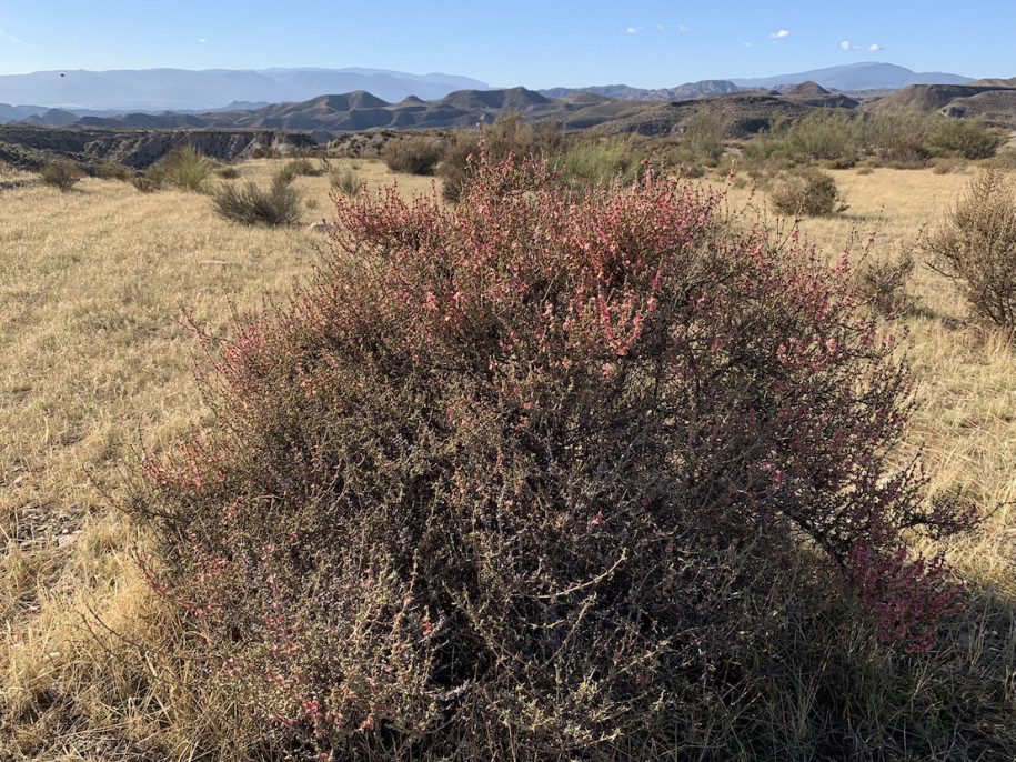 Salsola oppositifolia (1).jpg