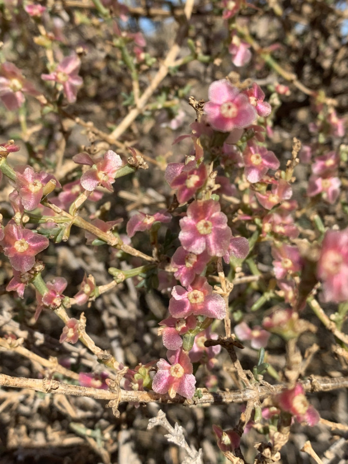 Salsola oppositifolia.jpg