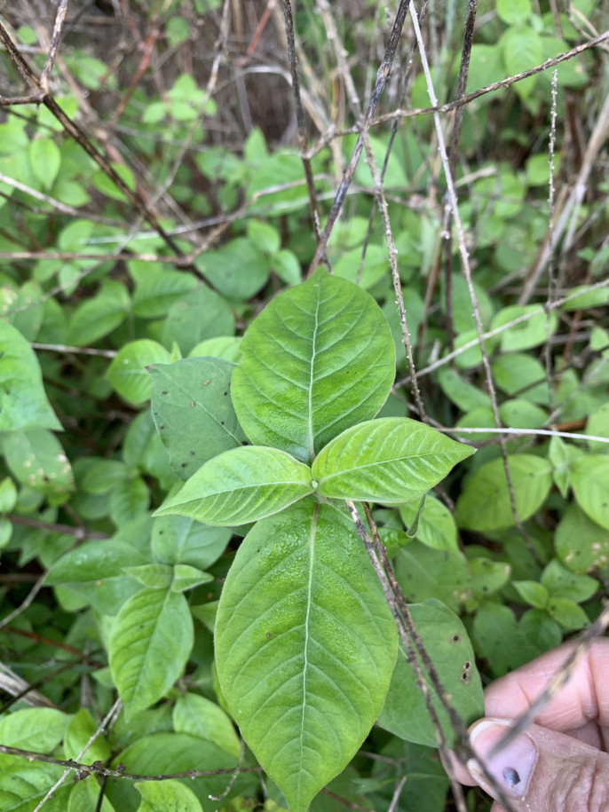 Achyranthes sicula (1).jpg