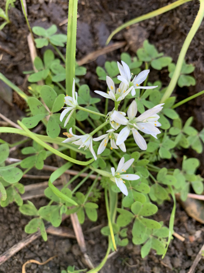 Allium chamaemoly subsp. longicaulis.jpg