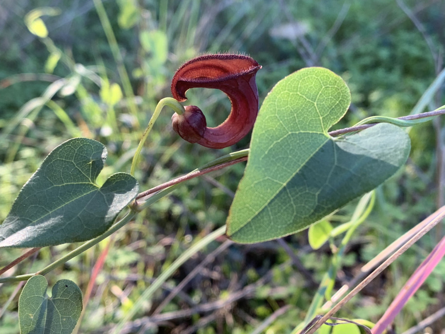 Aristolochia baetica (2).jpg