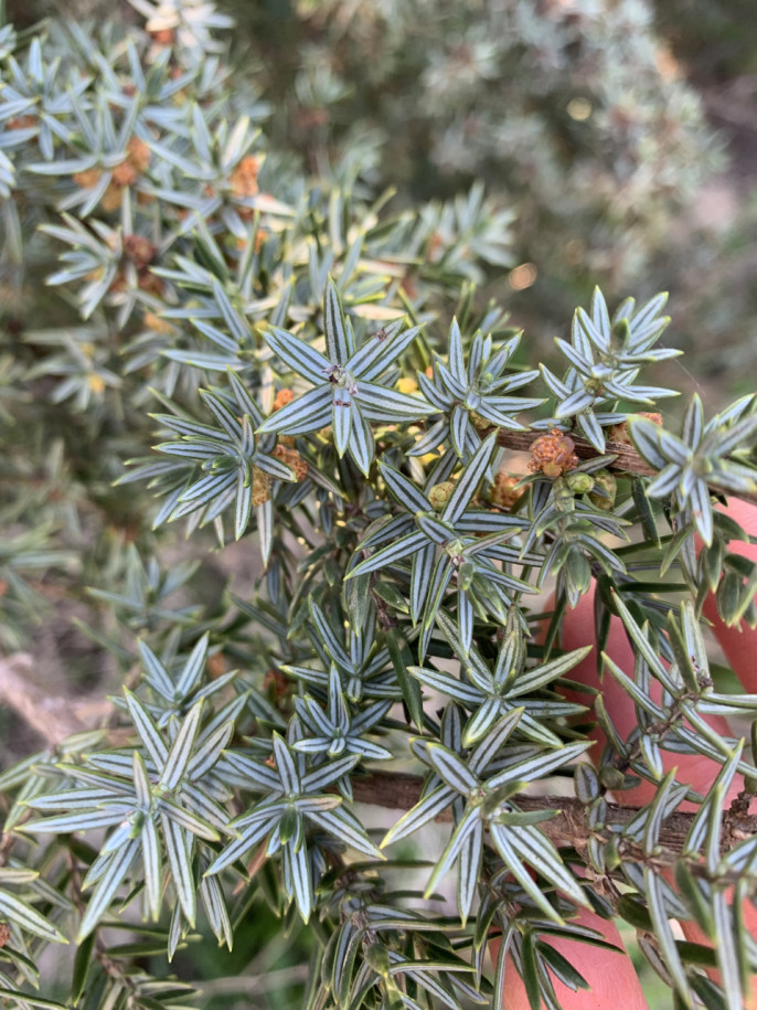 Juniperus macrocarpa.jpg