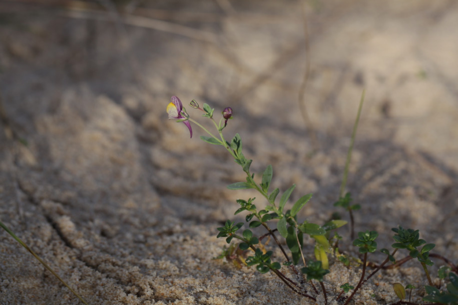 Linaria pedunculata (1).jpg