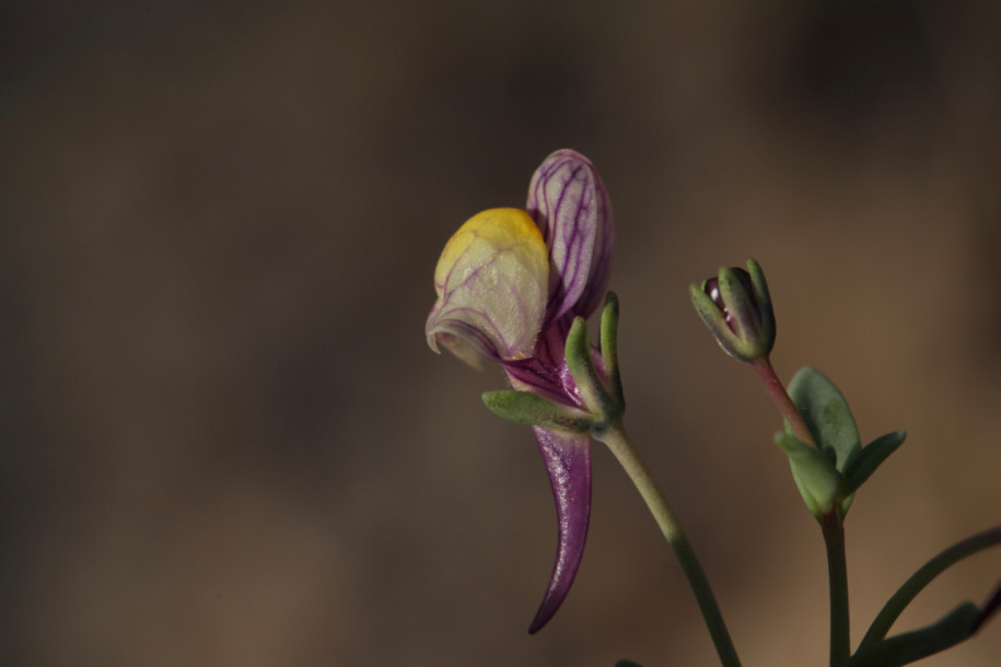 Linaria pedunculata.jpg