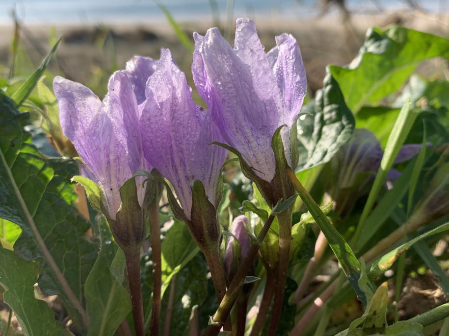 Mandragora officinalis.jpg