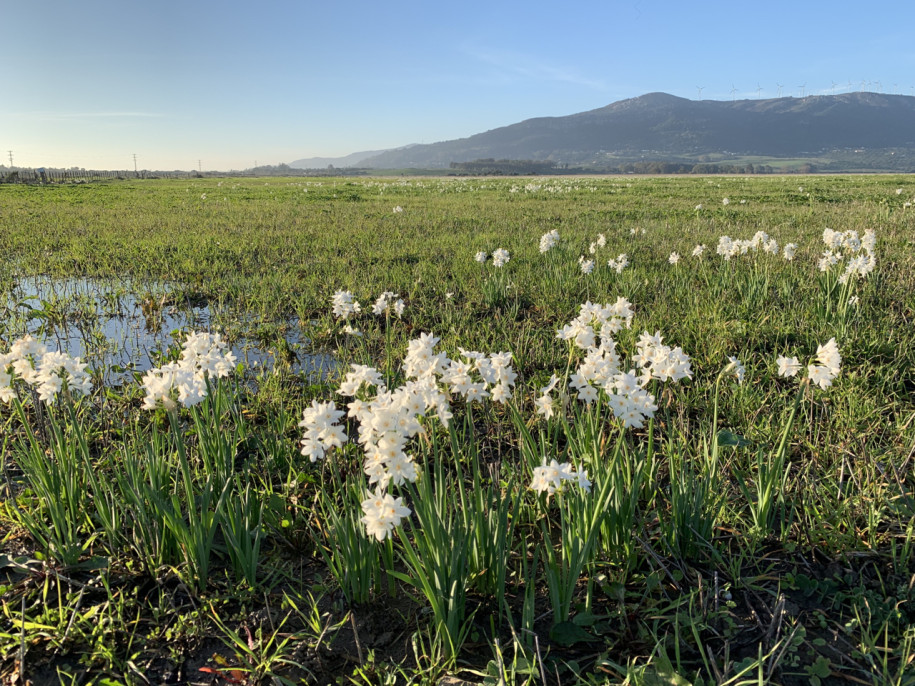 Narcissus papyraceus.jpg