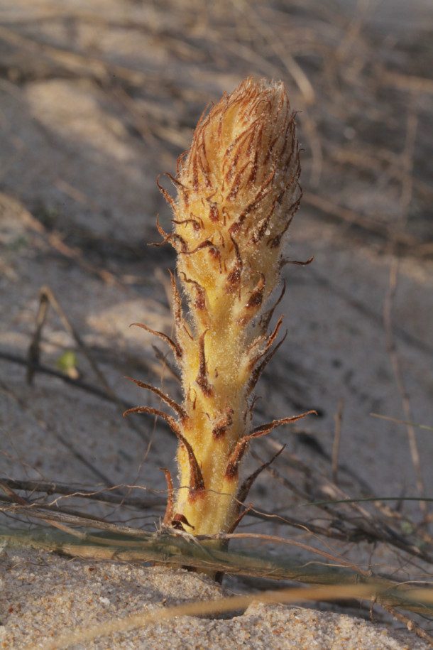 Orobanche (1).jpg