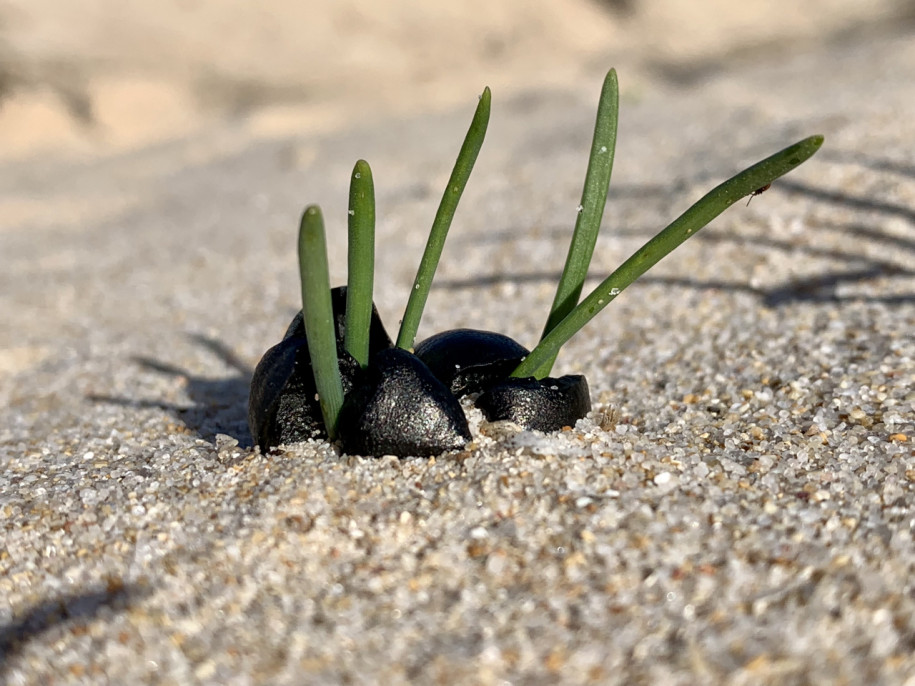 Pancratium maritimum.jpg