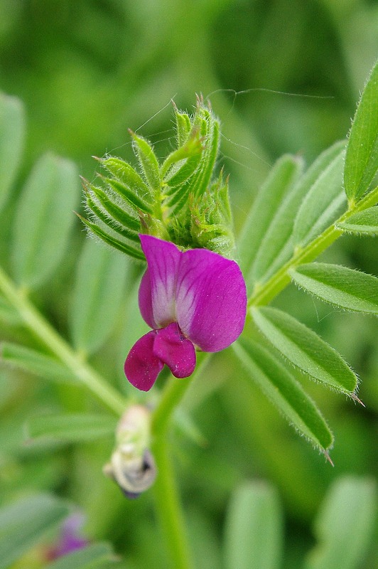 IMGP2665.jpg