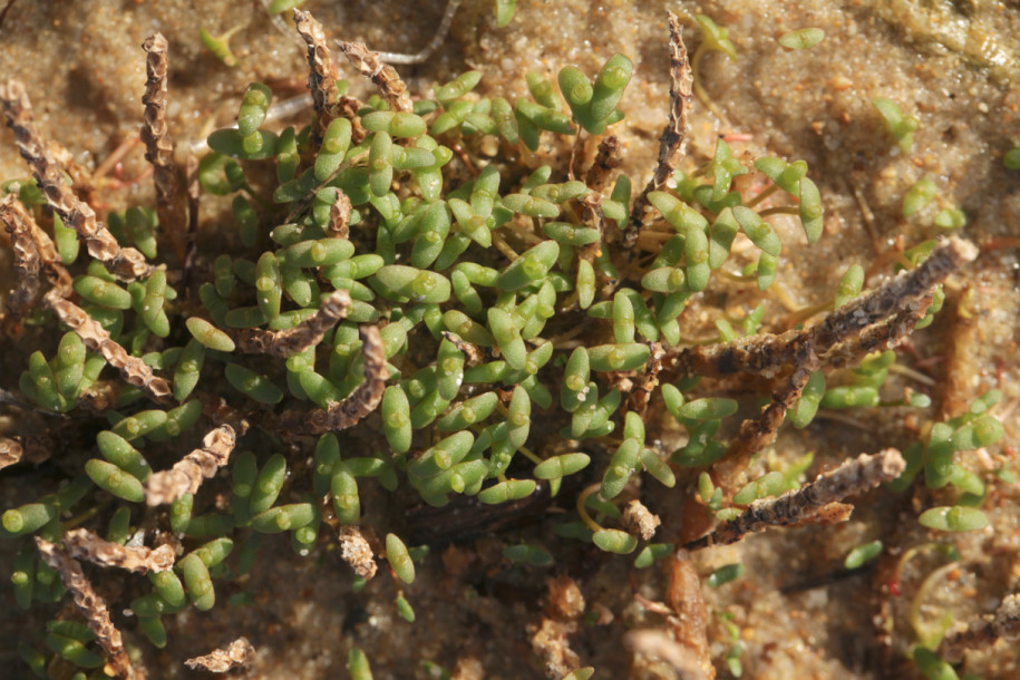 Salicornia europaea.jpg