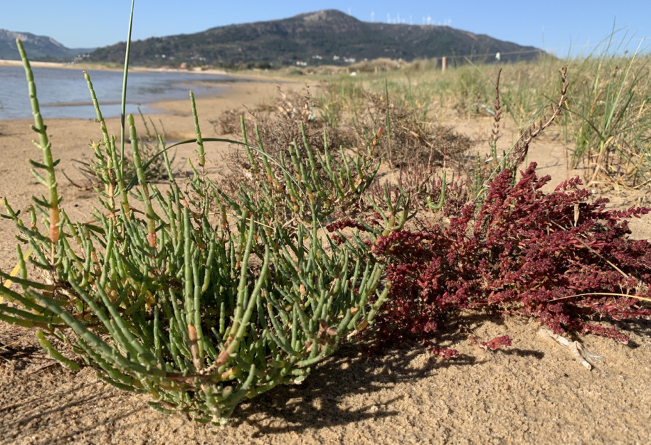 Salicornia europeae.jpg