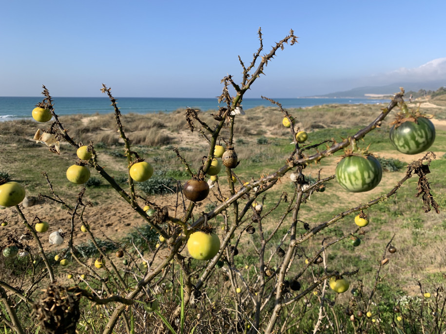 Solanum linneanum.jpg