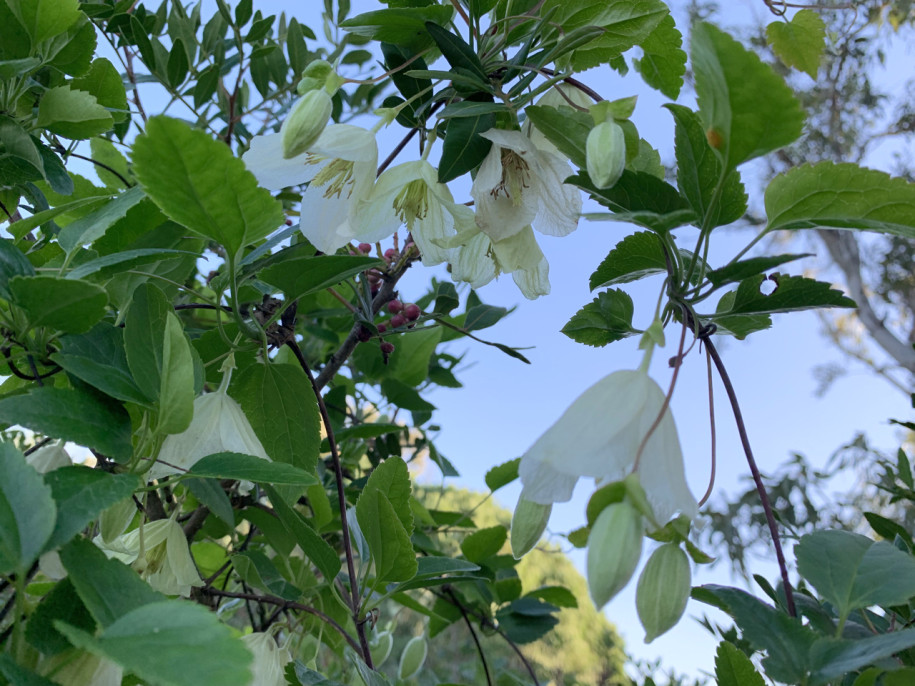 Clematis cirrhosa.jpg