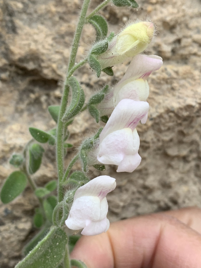 Antirrhinum mollissimum (1).jpg