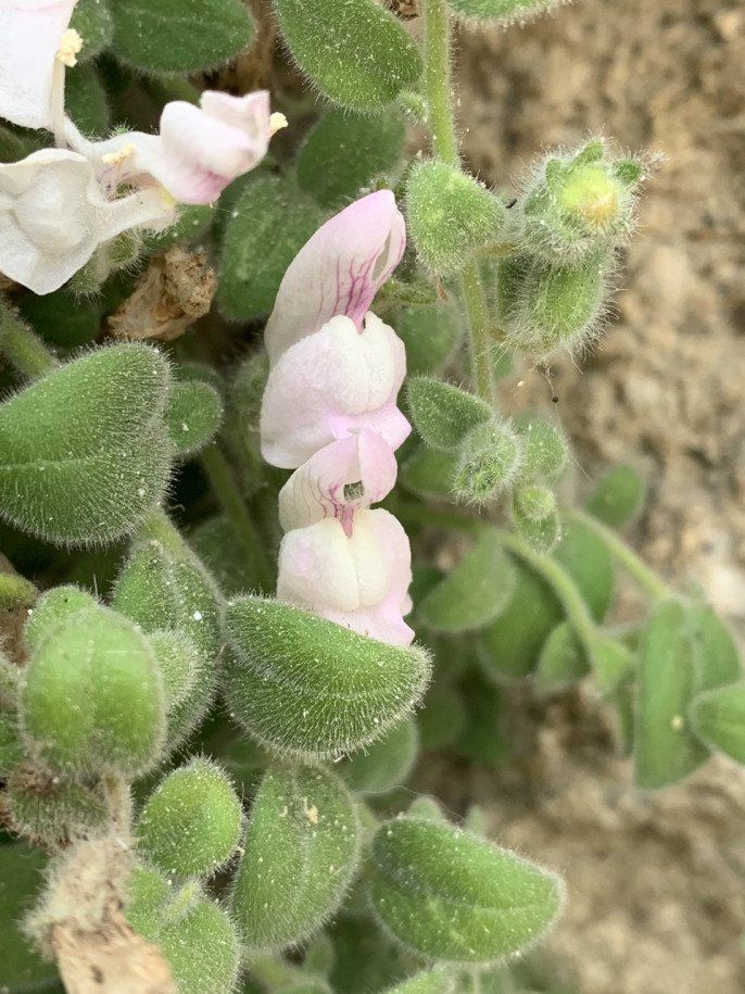 Antirrhinum mollissimum (3).jpg