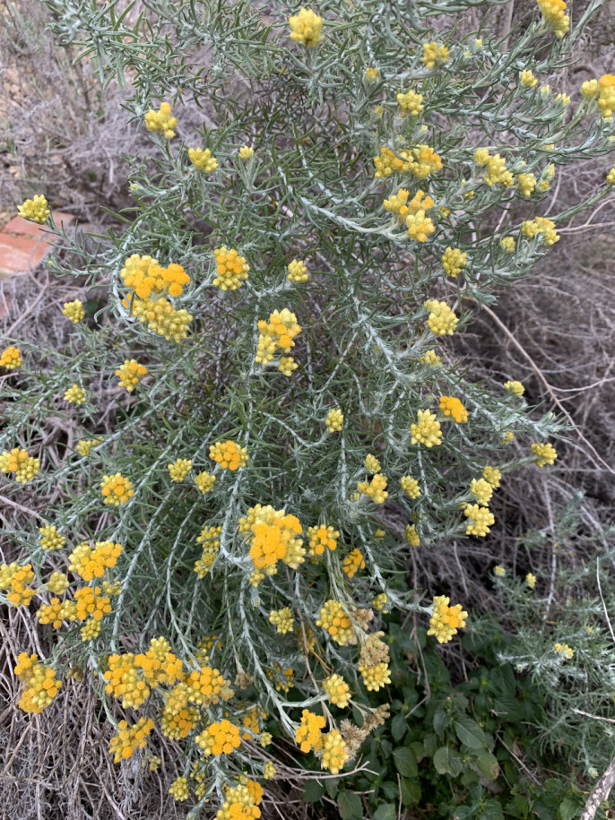 Helichrysum italicum susp. serotinum.jpg