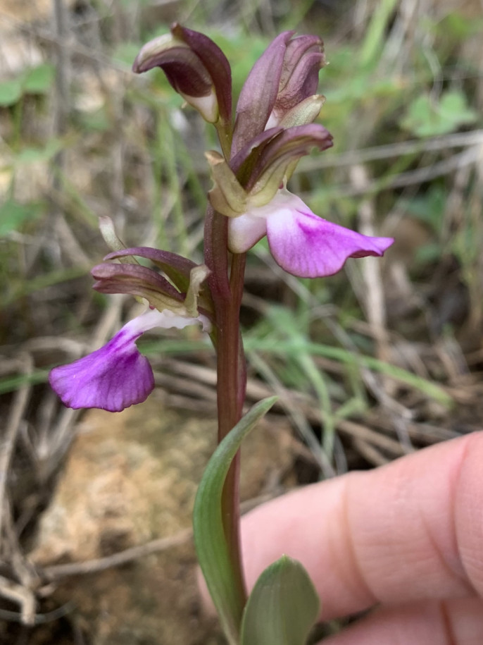 Anacamptis collina.jpg