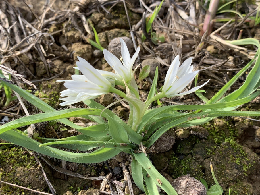 Allium chamaemoly.jpg