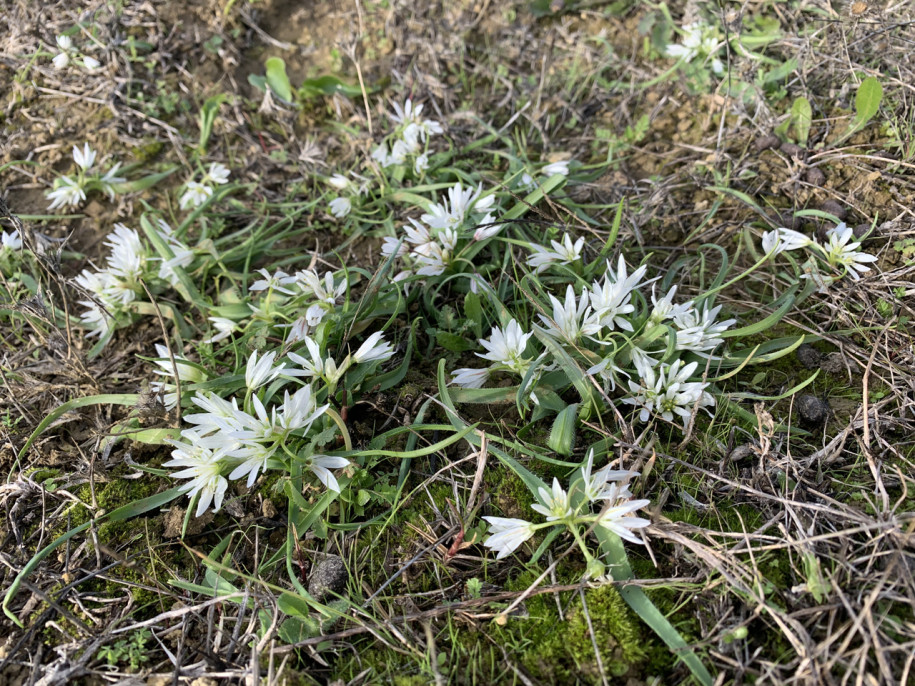 Allium chamaemoly (1).jpg