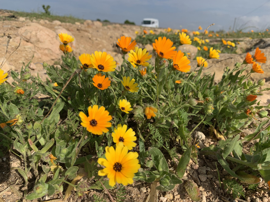 Calendula stellata.jpg