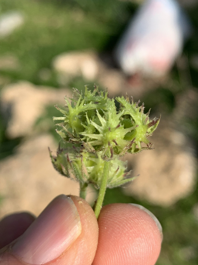 Calendula stellata (1).jpg