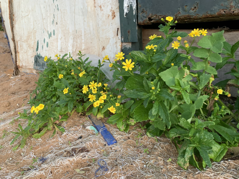 Senecio leucanthemifolius.jpg