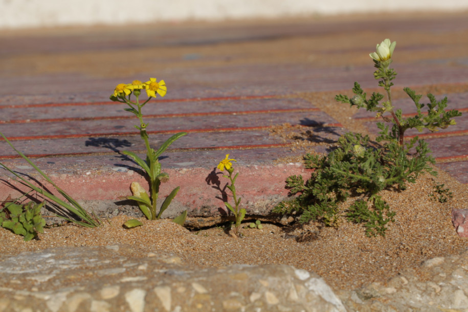 Senecio leucanthemifolius + Anacyclus radiatus.jpg