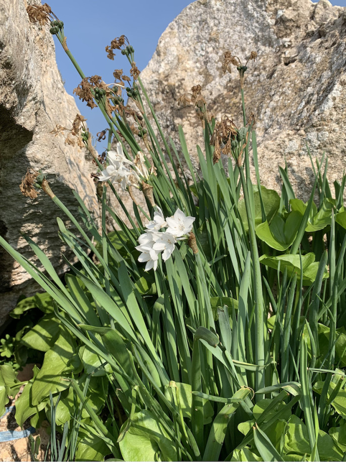 Narcissus broussonettii (1).jpg