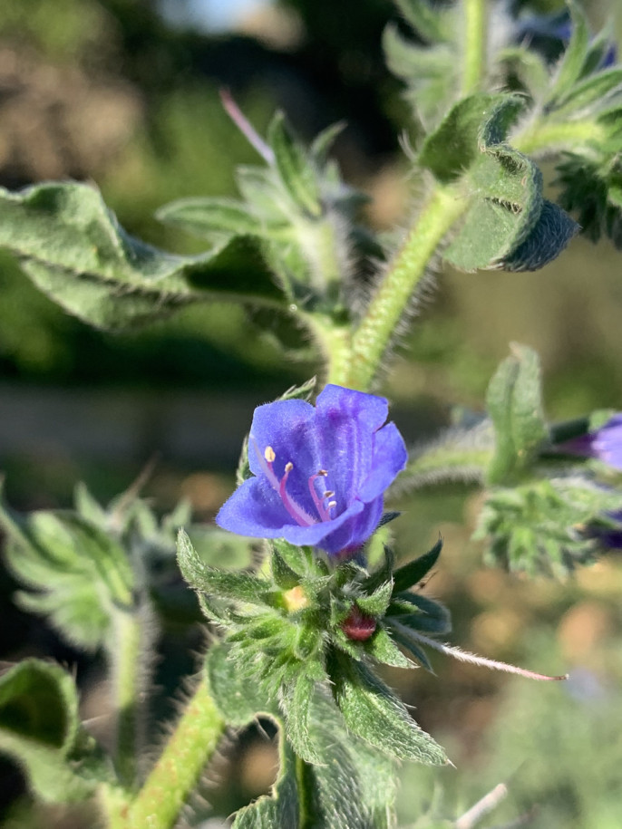 Echium sabulicola.jpg