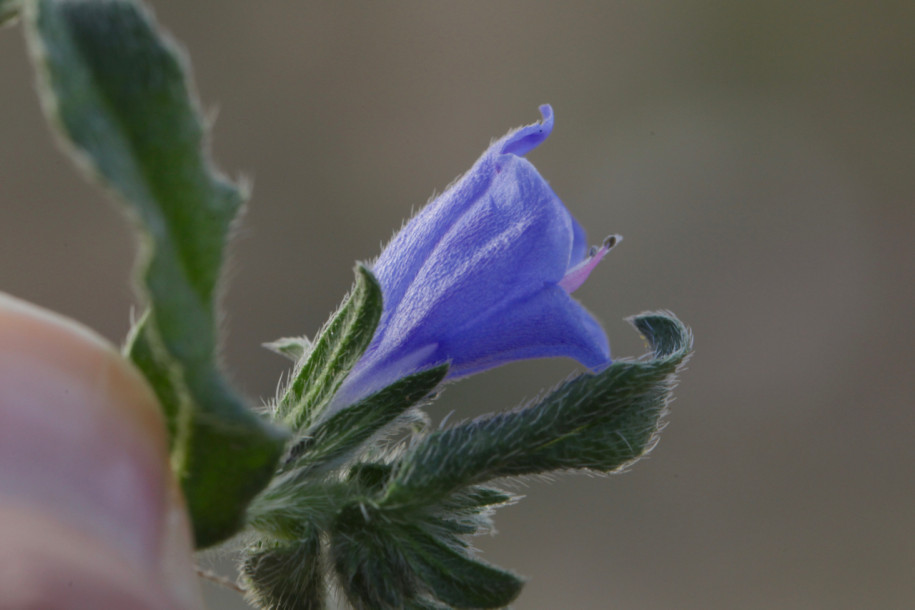 Echium sabulicola (1).jpg