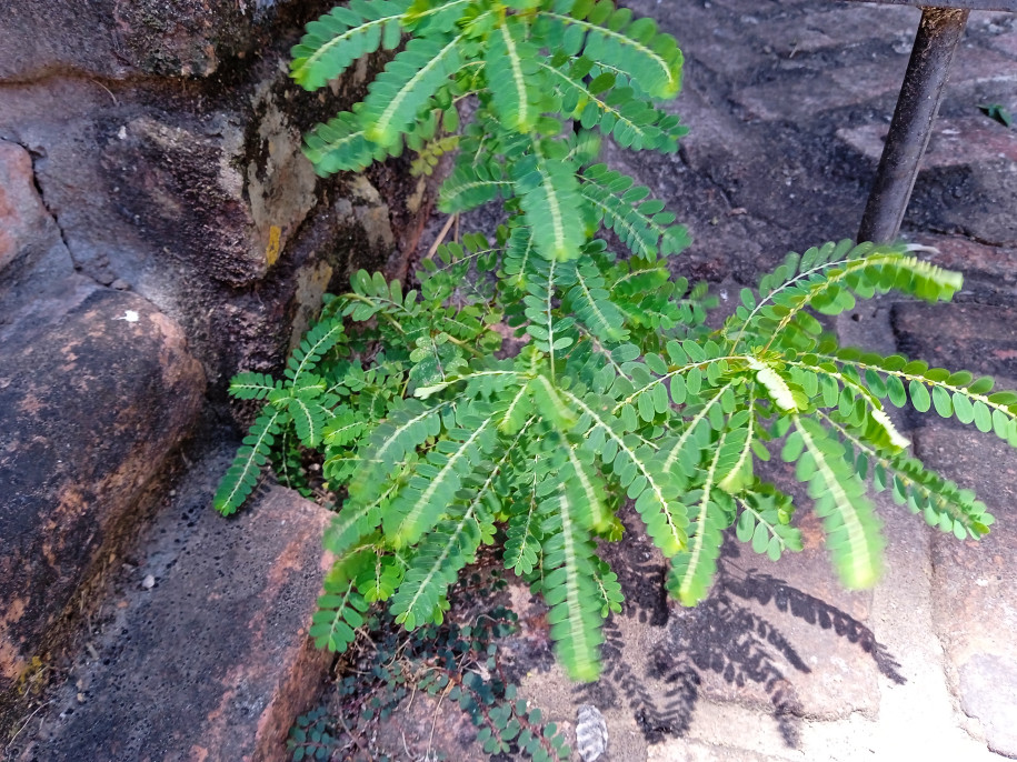 Phyllanthus niruri (Phyllanthaceae)