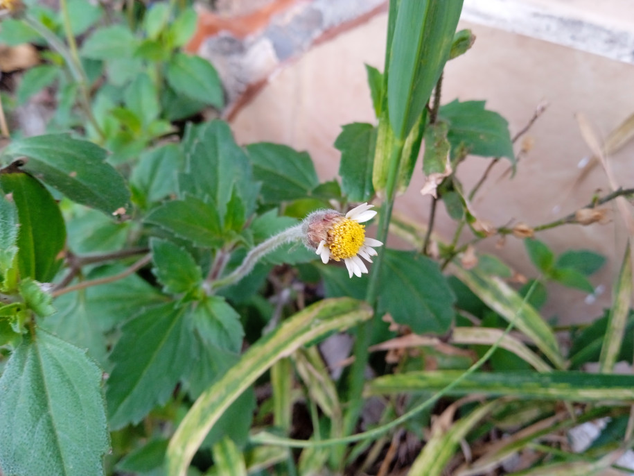 Tridax procumbens (Asteraceae)