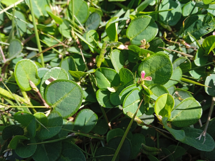 Alyscarpus vaginalis (Fabaceae)