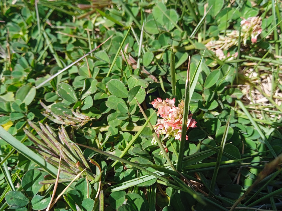 Indigofera spicata (Fabaceae)