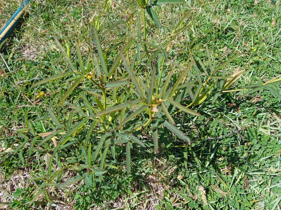 Desmanthus virgatus (Fabaceae)