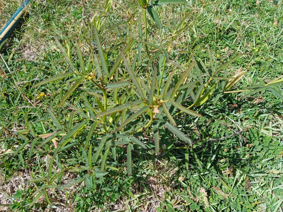 Desmanthus virgatus (Fabaceae)