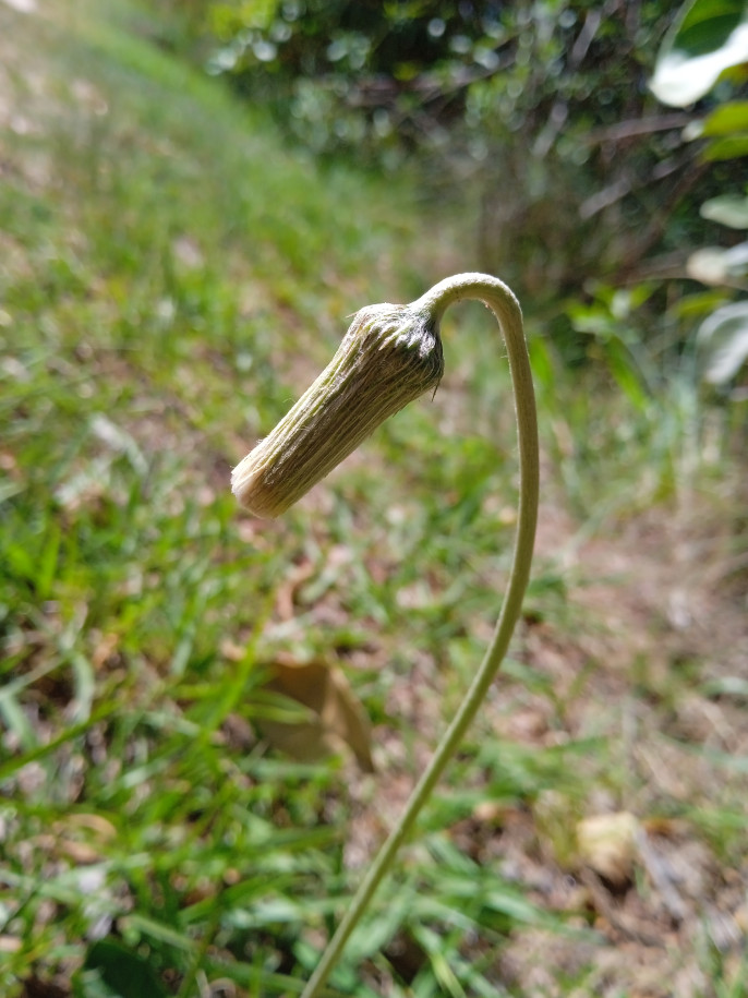 Chaptalia integerrima (Asteraceae)