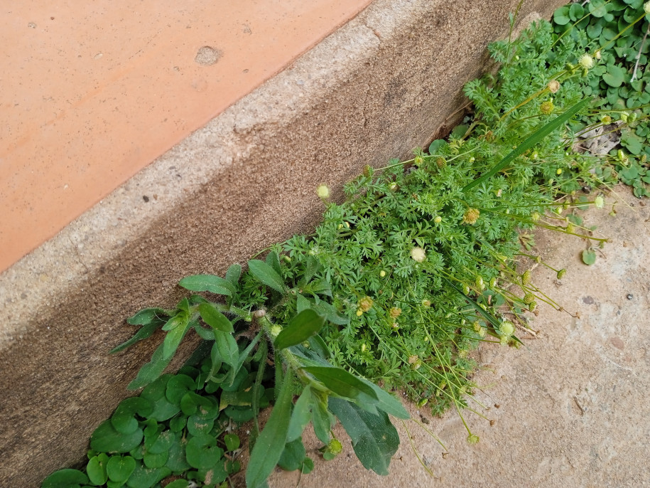 Cotula australis (Asteraceae)