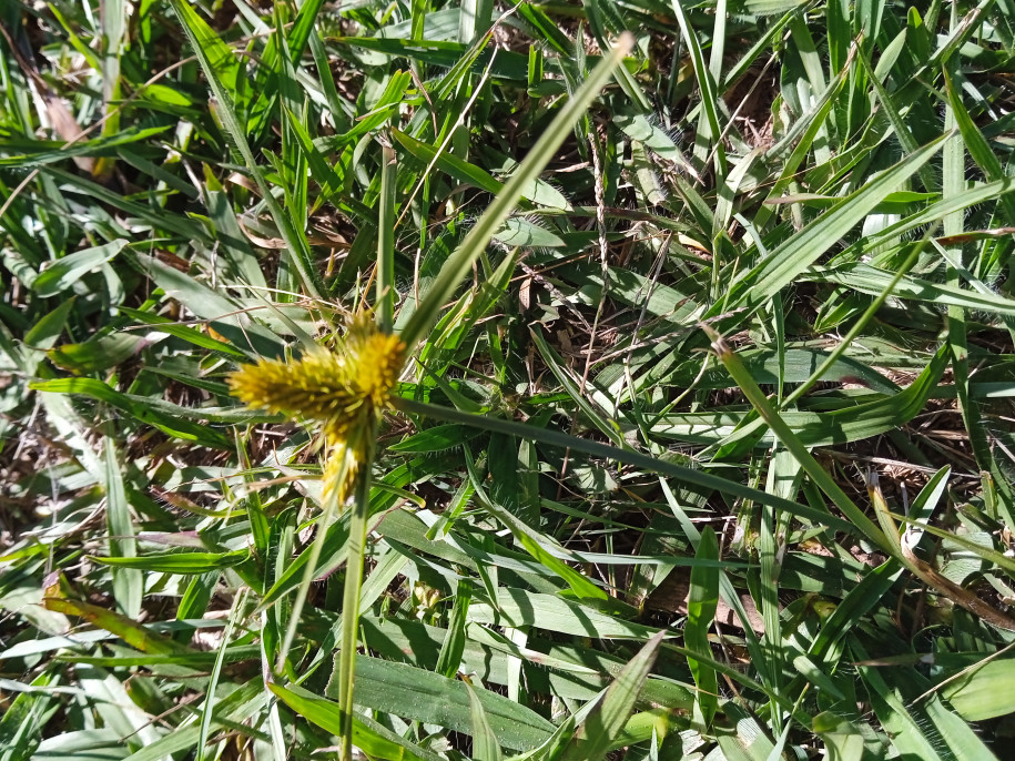 Cyperus aggregatus flou (Cyperaceae)