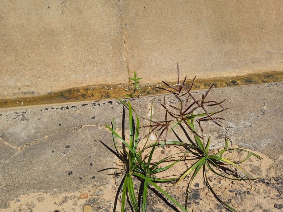 Cyperus sp. (odoratus?) (Cyperaceae)