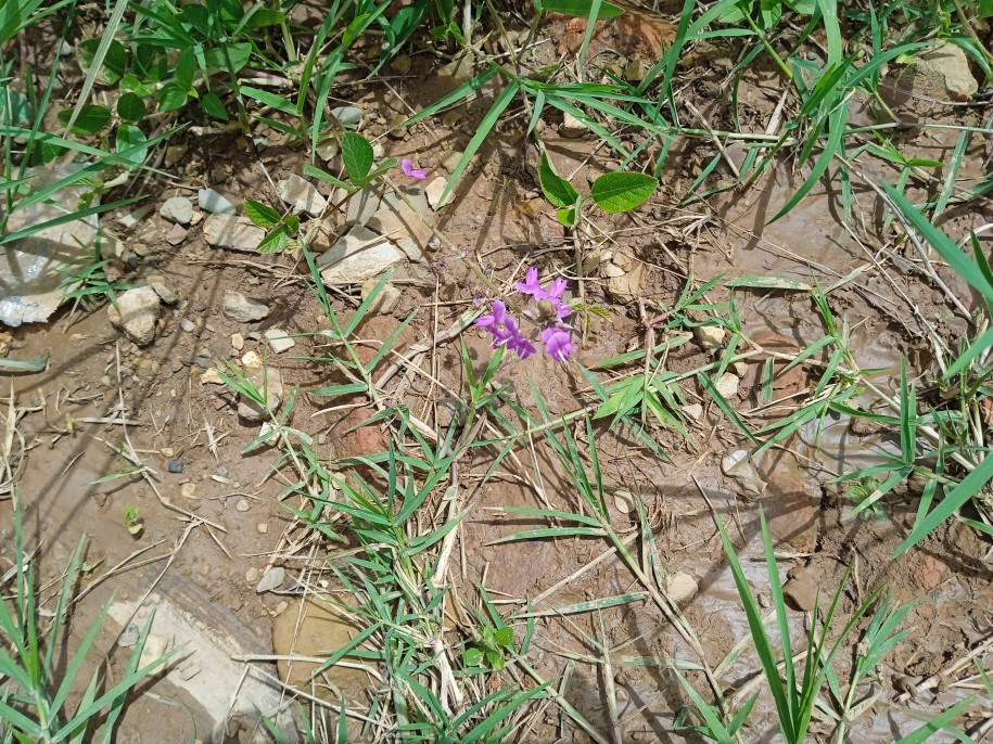 Desmodium incanum (Fabaceae)